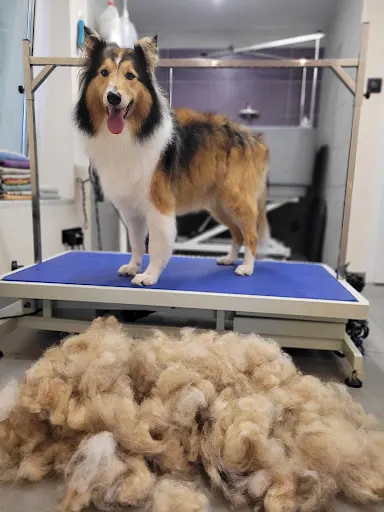 PSIA OAZA Fryzjer Dla Psa I Kota Zielona Góra